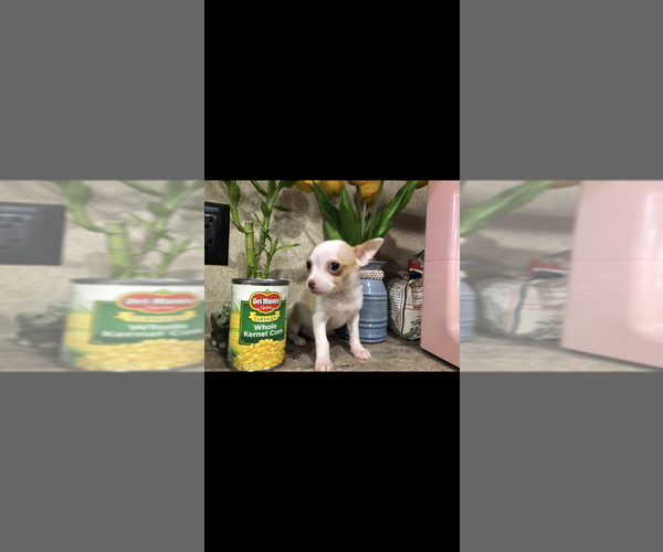 Medium Photo #3 Chihuahua Puppy For Sale in SHERMAN, TX, USA