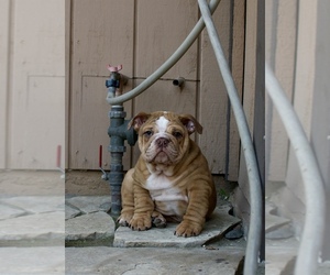 English Bulldog Dog for Adoption in HIGHLAND, California USA