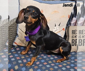 Dachshund-Unknown Mix Dogs for adoption in Ellijay, GA, USA