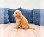 Small Photo #15 Goldendoodle (Miniature) Puppy For Sale in MILLERSBURG, OH, USA