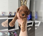 Small Photo #5 Cavapoo Puppy For Sale in MEDFORD, MA, USA