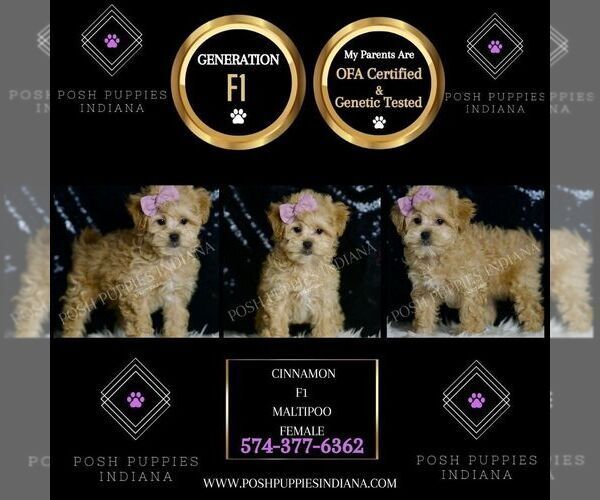 Medium Photo #4 Maltipoo Puppy For Sale in WARSAW, IN, USA