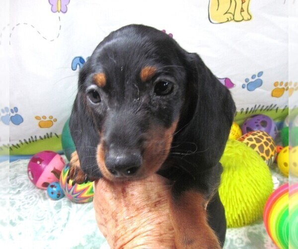 Medium Photo #6 Dachshund Puppy For Sale in RATTAN, OK, USA