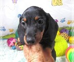 Small #5 Dachshund