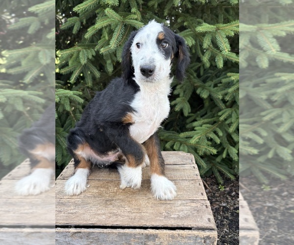 Medium Photo #5 Bernedoodle (Miniature) Puppy For Sale in MIDDLEBURY, IN, USA