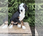 Small #4 Bernedoodle (Miniature)