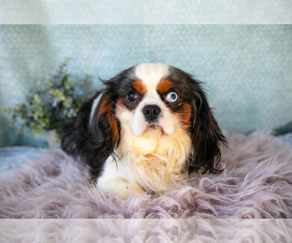 Medium Photo #3 Cavalier King Charles Spaniel Puppy For Sale in MILLERSBURG, OH, USA