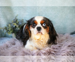 Small #2 Cavalier King Charles Spaniel