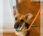 Small German Shepherd Dog