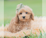 Puppy Nugget Maltipoo (Miniature)