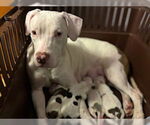 Small American Pit Bull Terrier