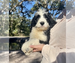 Bernedoodle Puppy for sale in OCALA, FL, USA