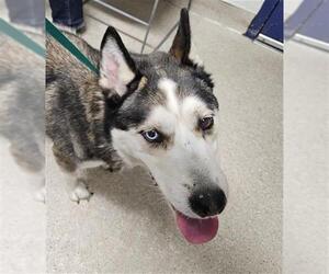 Siberian Husky Dogs for adoption in Bakersfield, CA, USA