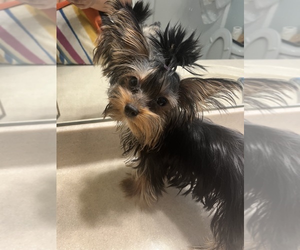 Medium Photo #3 Yorkshire Terrier Puppy For Sale in E FAYETTEVLLE, NC, USA