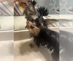 Small #2 Yorkshire Terrier