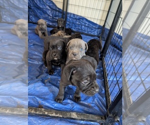 Cane Corso Puppy for sale in ELKO, NV, USA