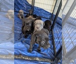 Small Cane Corso