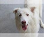 YAWEN - Female Great Pyrenees-Unknown Mix Dog for Adoption - Small photo