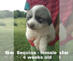 Small Photo #56 Great Pyrenees Puppy For Sale in HILLSVILLE, VA, USA