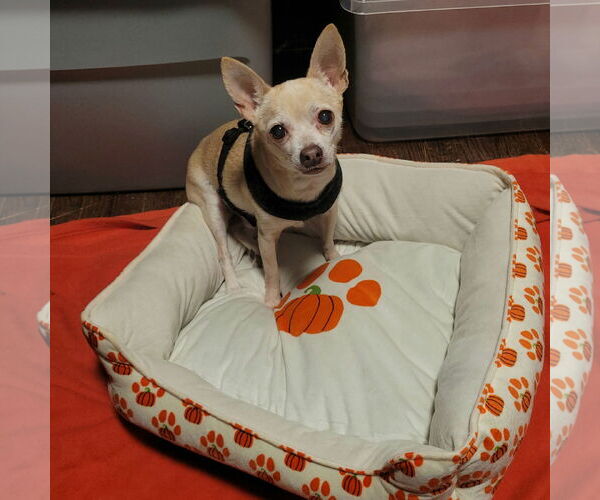 Medium Photo #1 Chihuahua-Unknown Mix Puppy For Sale in FAIRLAWN, OH, USA