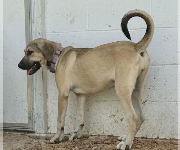 Medium Photo #23 Anatolian Shepherd-Rhodesian Ridgeback Mix Puppy For Sale in Higley, AZ, USA