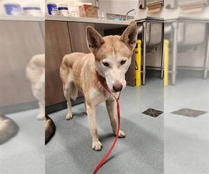 Siberian Husky Dogs for adoption in Baytown, TX, USA