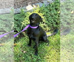 Small #2 Collie-German Shepherd Dog Mix