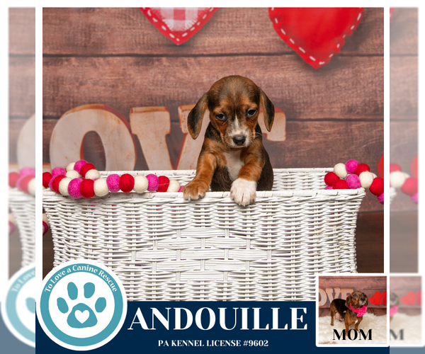 Medium Photo #2 Doxle Puppy For Sale in Kimberton, PA, USA