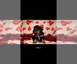 Small Photo #6 Dorgi Puppy For Sale in WALES, UT, USA
