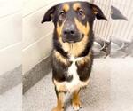 Small #1 German Shepherd Dog Mix