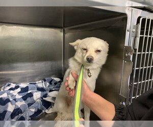 Chihuahua-Unknown Mix Dogs for adoption in Grand Prairie, TX, USA