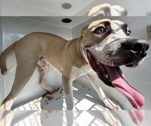 Staffordshire Bull Terrier-Unknown Mix Dogs for adoption in Houston, TX, USA