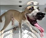 A662410 - Male Staffordshire Bull Terrier-Unknown Mix Dog for Adoption - Small photo