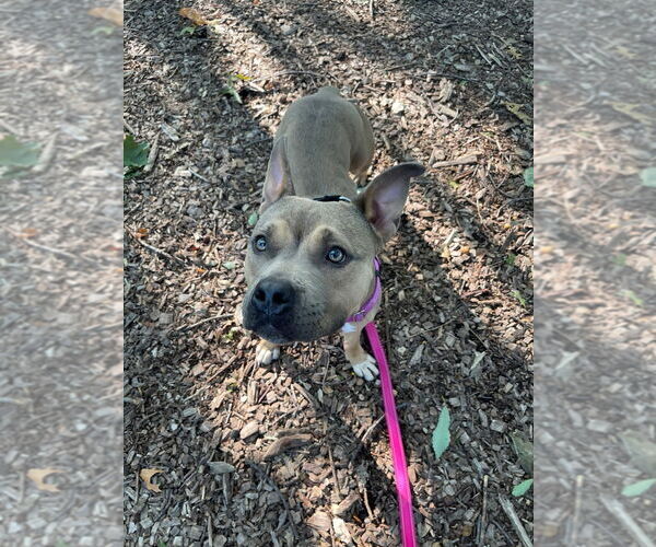 Medium Photo #2 American Staffordshire Terrier Puppy For Sale in Sayreville, NJ, NJ, USA