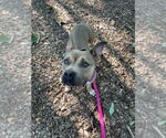 Small #1 American Staffordshire Terrier