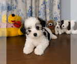 Small #40 Morkie