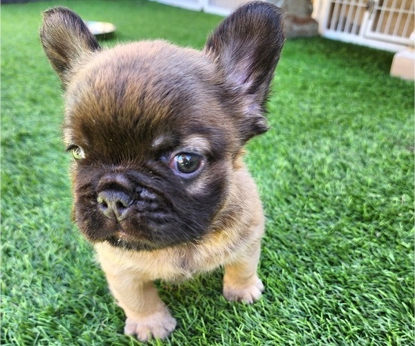 Medium Photo #5 French Bulldog Puppy For Sale in LAS VEGAS, NV, USA