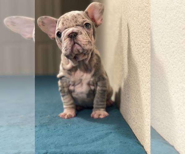 Medium Photo #3 French Bulldog Puppy For Sale in LANCASTER, CA, USA