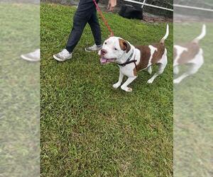 American Pit Bull Terrier Dogs for adoption in St. Cloud, FL, USA