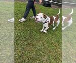 Small American Pit Bull Terrier