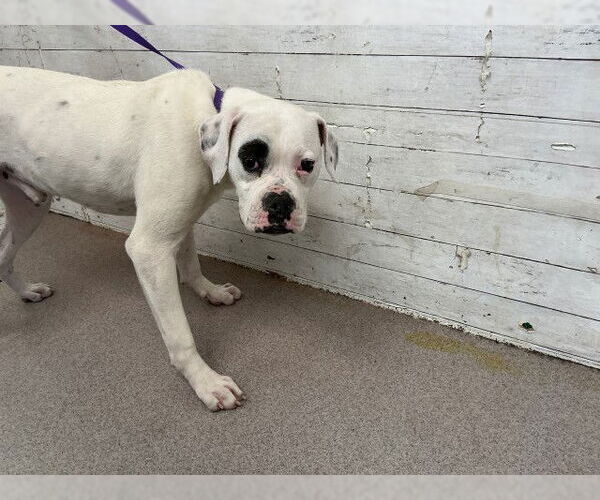 Medium Photo #1 Boxer Puppy For Sale in San Bernardino, CA, USA