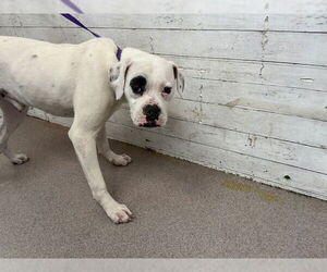 Boxer Dogs for adoption in San Bernardino, CA, USA