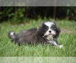 Small #5 Shih Tzu
