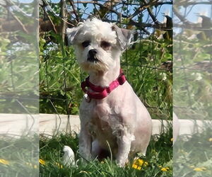 Mal-Shi Dogs for adoption in Walnutport, PA, USA