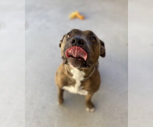 Lola - Female American Bulldog Dog for Adoption - Photo #2
