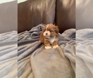 Shih Tzu Puppy for sale in RUCKERSVILLE, VA, USA