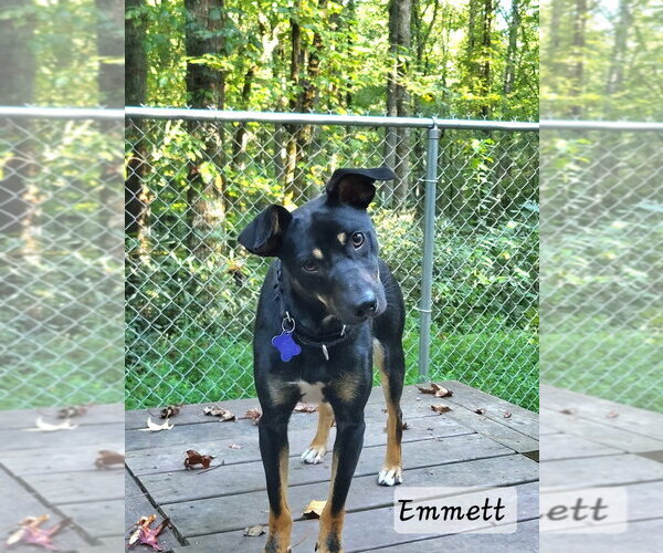 Medium Photo #14 Mutt Puppy For Sale in Ellijay, GA, USA