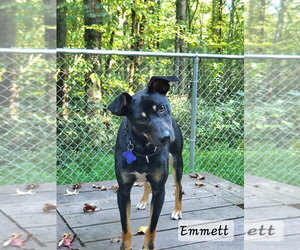 Emmett - Male Mutt Dog for Adoption - Photo #14