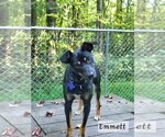 Small Photo #14 Mutt Puppy For Sale in Ellijay, GA, USA