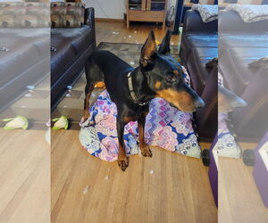 Doberman Pinscher Dogs for adoption in Minneaoplis, MN, USA